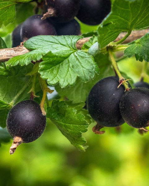Kríženec ríbezle a egreša (Ribes nidigrolaria) ´JOSTA´