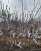 Kríženec ríbezle a egreša (Ribes nidigrolaria) ´JOSTA´