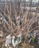 Kríženec ríbezle a egreša (Ribes nidigrolaria) ´JOSTA´