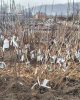 Kríženec ríbezle a egreša (Ribes nidigrolaria) ´JOSTA´ Kríženec ríbezle a egreša (Ribes nidigrolaria) ´JOSTA´