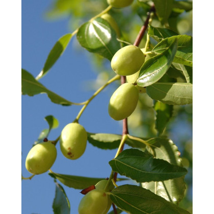 Jujuba - Čínska ďatla (Ziziphus jujuba) ´LANG´ Jujuba - Čínska ďatla (Ziziphus jujuba) ´LANG´