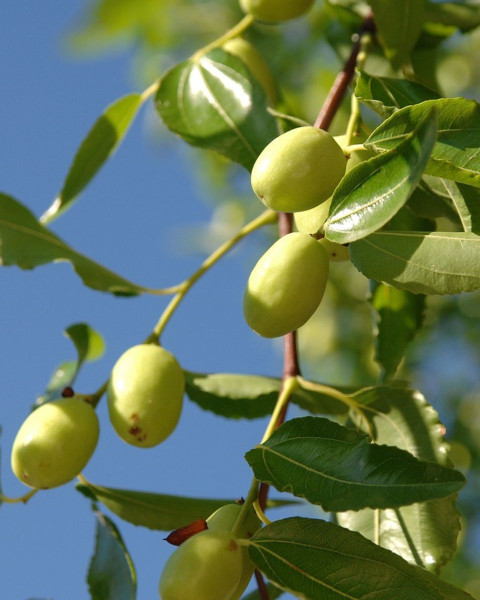 Jujuba - Čínska ďatla (Ziziphus jujuba) ´LANG´ Jujuba - Čínska ďatla (Ziziphus jujuba) ´LANG´