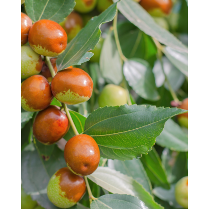 Jujuba - Čínska ďatľa (Ziziphus jujuba) ´SHANXI LI´ Jujuba - Čínska ďatľa (Ziziphus jujuba) ´SHANXI LI´