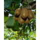 Aktinídie pravé-kiwi (Actinidia deliciosa) Aktinídie pravé-kiwi (Actinidia deliciosa)