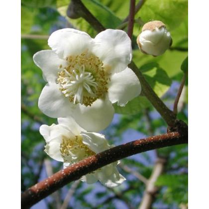 Aktinídia pravá (Actinidia deliciosa) ´ATLAS´ Aktinídia pravá (Actinidia deliciosa) ´ATLAS´