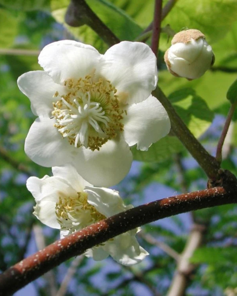Aktinídia pravá (Actinidia deliciosa) ´ATLAS´ Aktinídia pravá (Actinidia deliciosa) ´ATLAS´