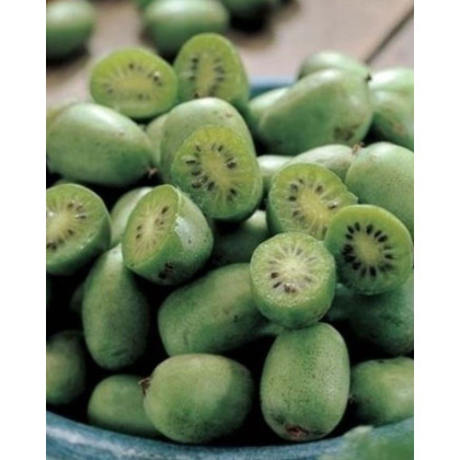 Aktinídia mini kiwi (Actinidia arguta) ´ISSAI´ Aktinídia mini kiwi (Actinidia arguta) ´ISSAI´