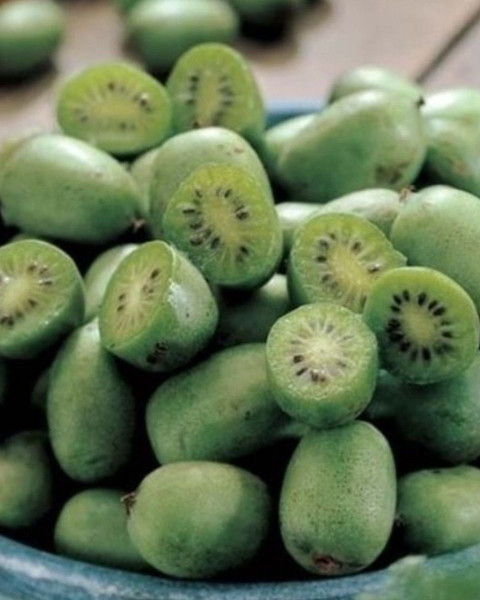 Aktinídia mini kiwi (Actinidia arguta) ´ISSAI´ Aktinídia mini kiwi (Actinidia arguta) ´ISSAI´