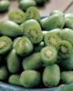 Aktinídia mini kiwi (Actinidia arguta) ´ISSAI´ Aktinídia mini kiwi (Actinidia arguta) ´ISSAI´