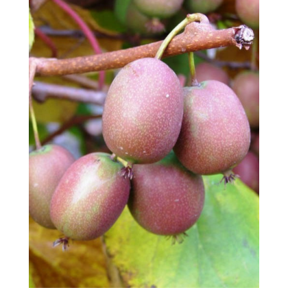 Aktinídia mini kiwi (Actinidia arguta) ´KEN´S RED´ Aktinídia mini kiwi (Actinidia arguta) ´KEN´S RED´