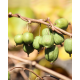 Aktinídie význačné-kiwi (Actinidia kolomikta) Aktinídie význačné-kiwi (Actinidia kolomikta)