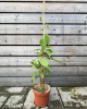 Aktinídia význačná (Actinidia kolomikta) ´ SENTYABRASKYA´ Aktinídia význačná (Actinidia kolomikta) ´ SENTYABRASKYA´