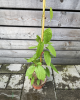 Aktinídia význačná (Actinidia kolomikta) ´ SENTYABRASKYA´ Aktinídia význačná (Actinidia kolomikta) ´ SENTYABRASKYA´
