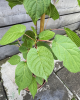Aktinídia význačná (Actinidia kolomikta) ´ SENTYABRASKYA´ Aktinídia význačná (Actinidia kolomikta) ´ SENTYABRASKYA´