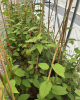 Aktinídia význačná (Actinidia kolomikta) ´ SENTYABRASKYA´ Aktinídia význačná (Actinidia kolomikta) ´ SENTYABRASKYA´
