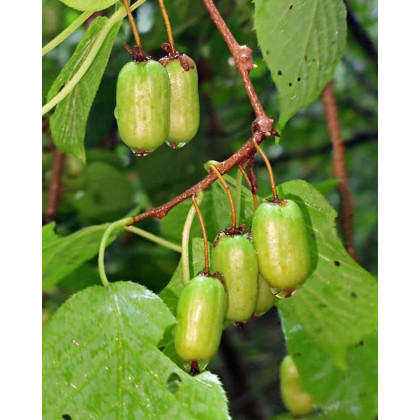 Aktinídia význačná (Actinidia kolomikta) ´ SENTYABRASKYA´ Aktinídia význačná (Actinidia kolomikta) ´ SENTYABRASKYA´