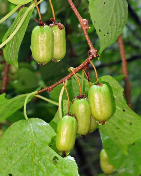 Aktinídia význačná (Actinidia kolomikta) ´ SENTYABRASKYA´ Aktinídia význačná (Actinidia kolomikta) ´ SENTYABRASKYA´