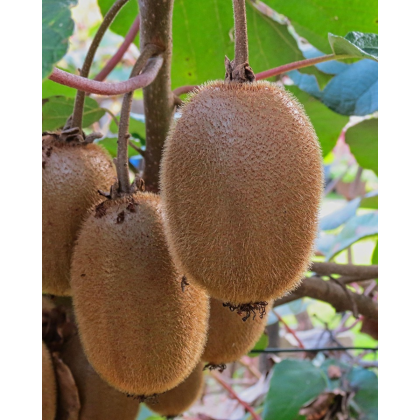 Aktinídia pravá - kiwi (Actinídia deliciosa) ´SOLISSIMO´® 