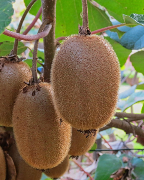 Aktinídia pravá - kiwi (Actinídia deliciosa) ´SOLISSIMO´® 