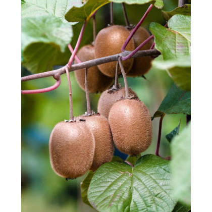 Aktinídia pravá (Actinidia deliciosa) ´ SOLO ´ Aktinídia pravá (Actinidia deliciosa) ´ SOLO ´