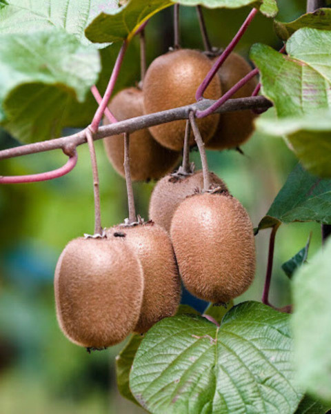 Aktinídia pravá (Actinidia deliciosa) ´ SOLO ´ Aktinídia pravá (Actinidia deliciosa) ´ SOLO ´