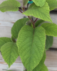 Aktinídia pravá - kiwi (Actinídia deliciosa) ´SOLISSIMO´® 