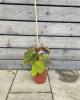 Aktinídia pravá (Actinidia deliciosa) ´ SOLO ´ Aktinídia pravá (Actinidia deliciosa) ´ SOLO ´