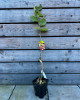 Barcelónska lieska veľkoplodá (Corylus avellana) Barcelónska lieska veľkoplodá (Corylus avellana)