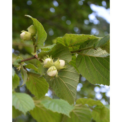 Barcelónska lieska veľkoplodá (Corylus avellana) Barcelónska lieska veľkoplodá (Corylus avellana)