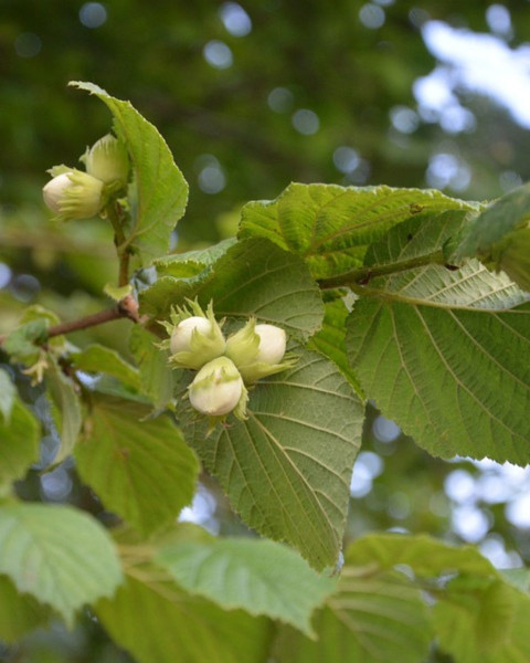 Barcelónska lieska veľkoplodá (Corylus avellana) Barcelónska lieska veľkoplodá (Corylus avellana)