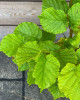 Barcelónska lieska veľkoplodá (Corylus avellana) Barcelónska lieska veľkoplodá (Corylus avellana)