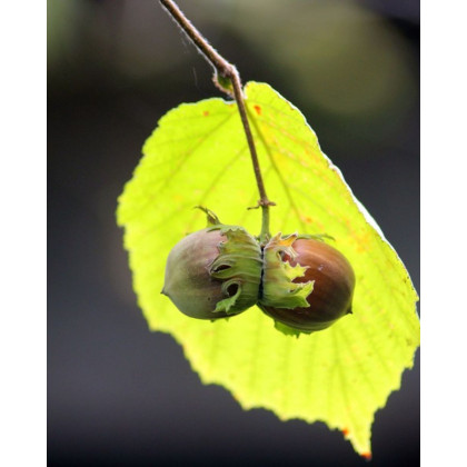 Lieska obyčajná (Corylus avellana) ´TONDA DALLE LANGHE´ Lieska obyčajná (Corylus avellana) ´TONDA DALLE LANGHE´