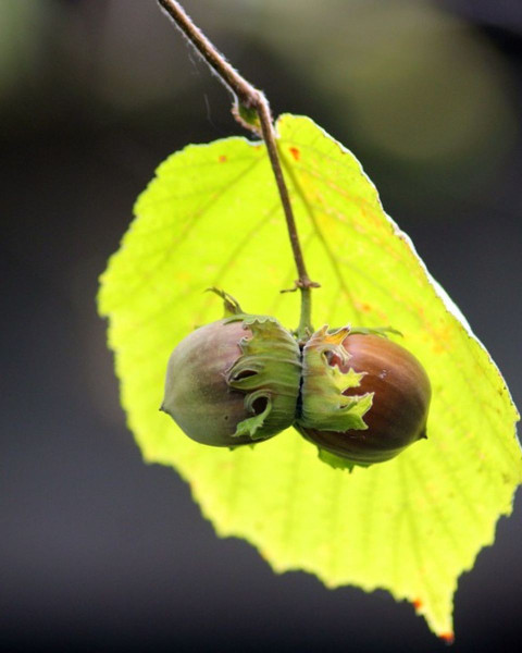 Lieska obyčajná (Corylus avellana) ´TONDA DALLE LANGHE´ Lieska obyčajná (Corylus avellana) ´TONDA DALLE LANGHE´