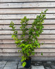 Lieska obyčajná (Corylus avellana) ´TONDA DALLE LANGHE´ Lieska obyčajná (Corylus avellana) ´TONDA DALLE LANGHE´