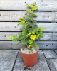 Lieska obyčajná (Corylus avellana) ´TONDA DALLE LANGHE´