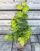Lieska obyčajná (Corylus avellana) ´TONDA DALLE LANGHE´
