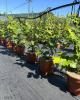 Lieska obyčajná (Corylus avellana) ´TONDA DALLE LANGHE´