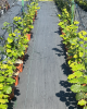 Lieska obyčajná (Corylus avellana) ´TONDA DALLE LANGHE´
