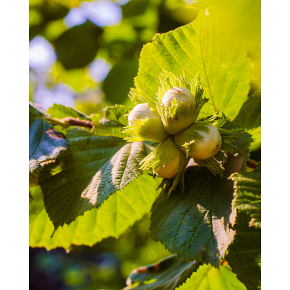 Lieska obyčajná (Corylus avellana) ´TONDA DALLE LANGHE´ Lieska obyčajná (Corylus avellana) ´TONDA DALLE LANGHE´