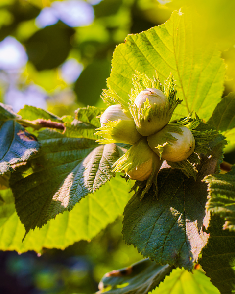 Lieska obyčajná (Corylus avellana) ´TONDA DALLE LANGHE´ Lieska obyčajná (Corylus avellana) ´TONDA DALLE LANGHE´
