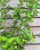 Lieska obyčajná (Corylus avellana) ´TONDA DALLE LANGHE´ Lieska obyčajná (Corylus avellana) ´TONDA DALLE LANGHE´