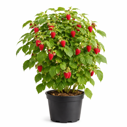 Malina červená, remontantná, beztŕňová (Rubus idaeus) ´AUTUMN BELLE´® Malina červená, remontantná, beztŕňová (Rubus idaeus) ´AUTUMN BELLE´®