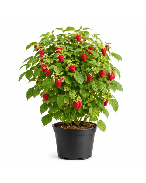 Malina červená, remontantná, beztŕňová (Rubus idaeus) ´AUTUMN BELLE´® Malina červená, remontantná, beztŕňová (Rubus idaeus) ´AUTUMN BELLE´®