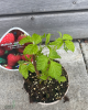 Malina červená, remontantná, beztŕňová (Rubus idaeus) ´AUTUMN BELLE´® 