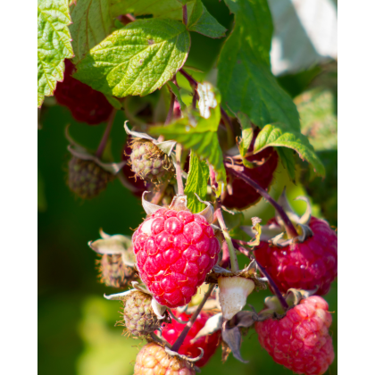 Malina červená, remontantná (Rubus idaeus) ´BOHEME´