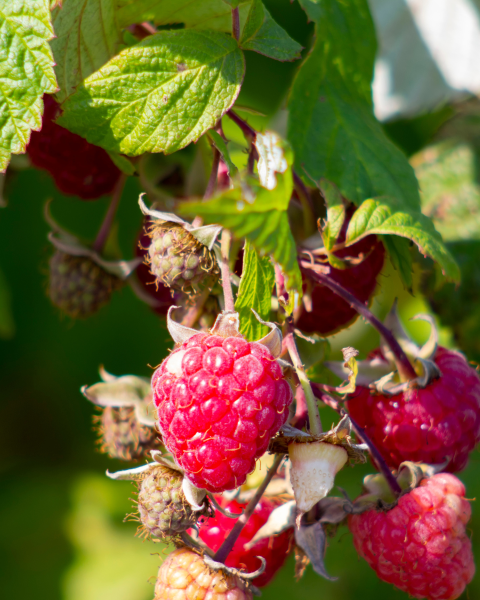 Malina červená, remontantná (Rubus idaeus) ´BOHEME´