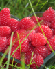 Malina červená, remontantná (Rubus idaeus) ´BOHEME´