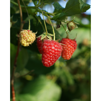 Malina červená, remontantná (Rubus idaeus) ´HÉRITAGE´ - výška 10-20 cm, kont. P13