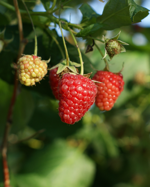 Malina červená, remontantná (Rubus idaeus) ´HÉRITAGE´ - výška 10-20 cm, kont. P13