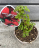 Malina červená, remontantná (Rubus idaeus) ´HÉRITAGE´ - výška 10-20 cm, kont. P13